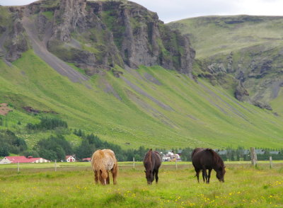 Three horses