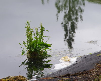 Reflection