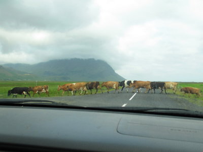 Cows crossing the road