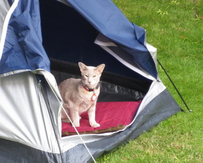 Playing in the tent