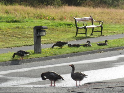 Bench and geese