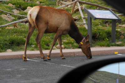 Elk in Rocky Mountain National Park, Colorado, photographed in parking lot at equivalent of 173mm, ISO160, full frame (DSCN7739)