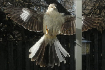 Bird Attacks Glass Windows in My House -- December 2017 to January 2018