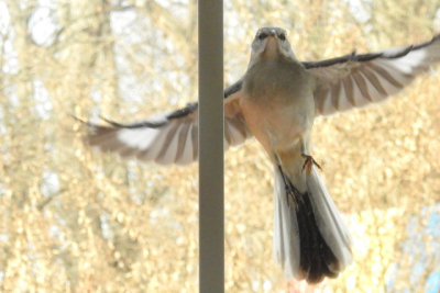 Strange bird. Taken with Nikon Coolpix P900 at equivalent of 114mm, ISO 800 (DSCN0304)