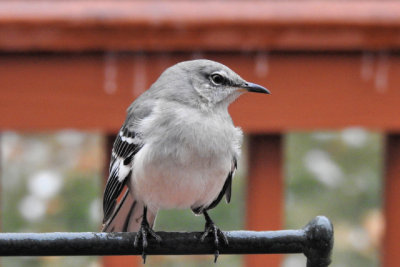 Strange bird, icy day. Taken with Nikon Coolpix P900 at equivalent of 448mm, ISO 800, full frame (DSCN0473)