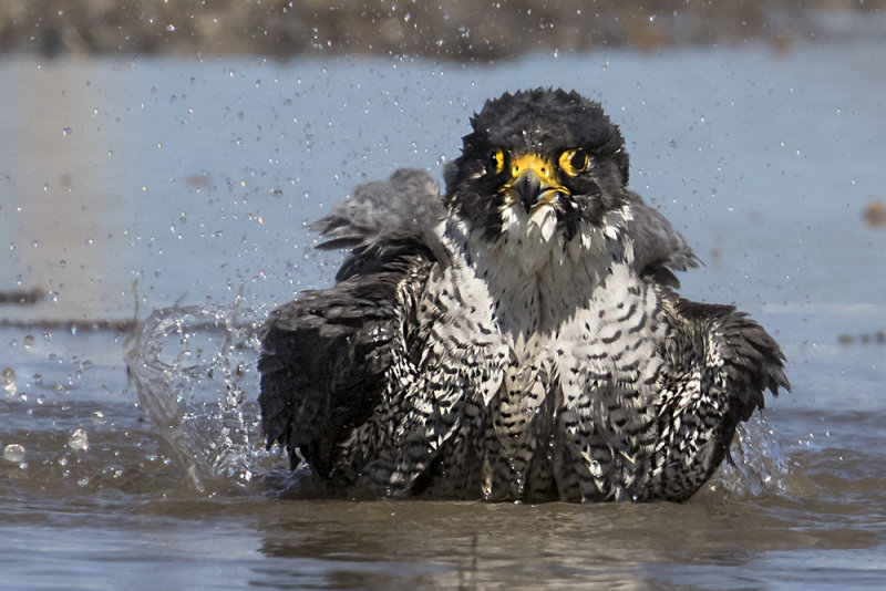 Peregrine falcon bathing 2.jpg