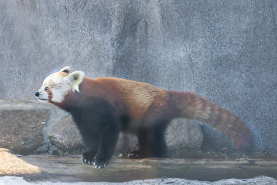 Red Panda 2.jpg