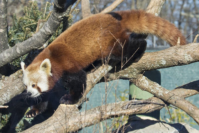 Red Panda climbing.jpg