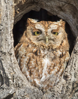 Screech Owl staring.jpg