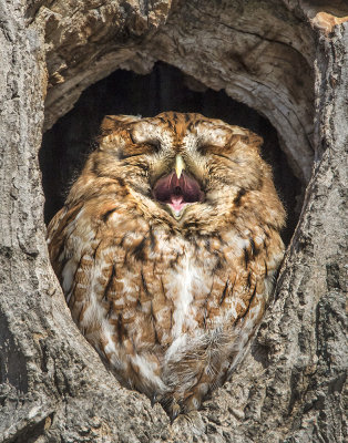 Screech Owl yawning.jpg