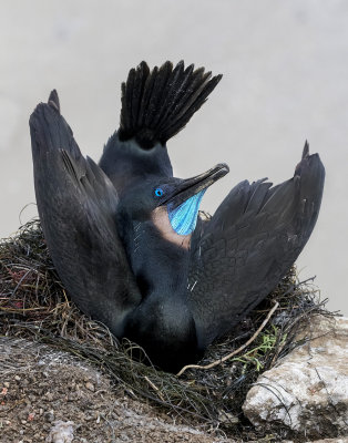Brandts Cormorant displays on nest.jpg