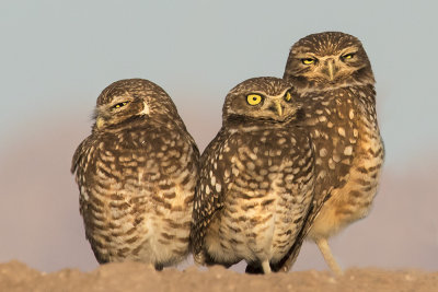 Burrowing Owls with juvenile.jpg