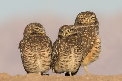 Burrowing Owls with Juvenile 2.jpg
