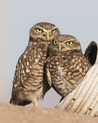 Burrowing Owl pair.jpg
