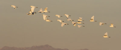 Cattle Egrets flying Salton Sea.jpg