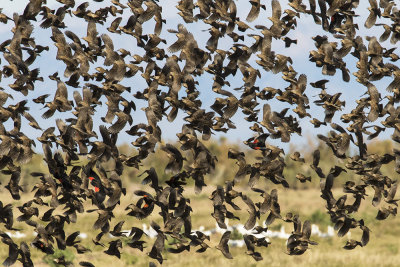 Red-wing Blackbird flock.jpg
