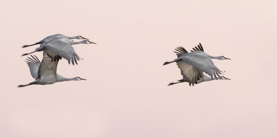 Sandhill Cranes flying.jpg