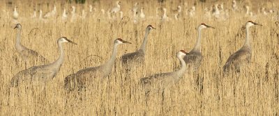 Sandhill Cranes in field.jpg