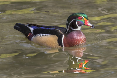 Wood Duck and reflection.jpg