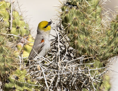 Verdin buildng nest in cactus.jpg