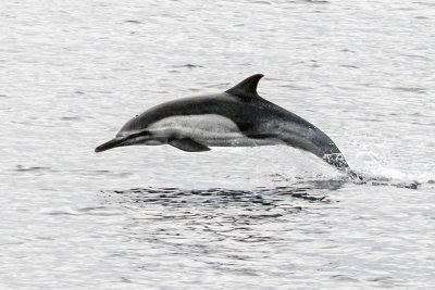 Dolphin jumping.jpg