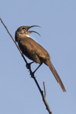 California  Thrasher singing.jpg