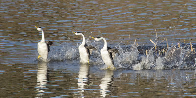 Western and Clarks Grebes rushing.jpg