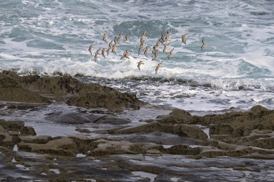 Sanderlings flying at La Jolla.jpg