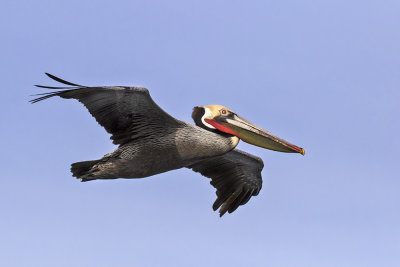 Pelican flying.jpg