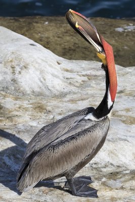 Pelican lifts head and beak