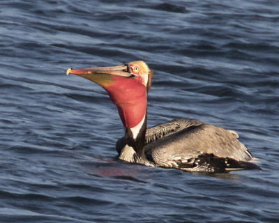 Pelican gulping fish.jpg