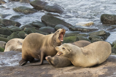 Sea Lion bull yelling.jpg