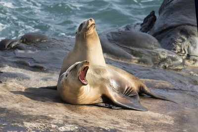 Sea Lions one yawns.jpg