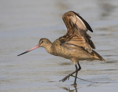 Mabled Godwit stretching.jpg