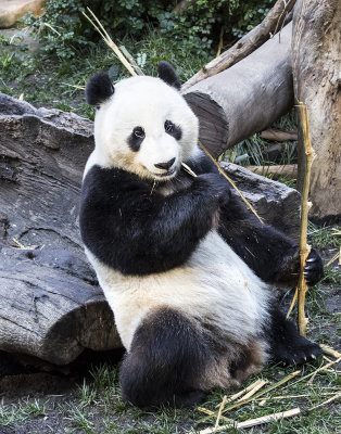 Panda eating bamboo.jpg
