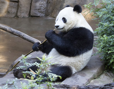 Panda eats bamboo.jpg