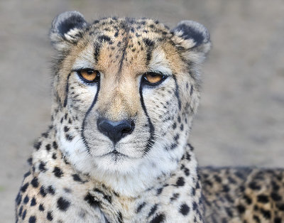 Cheetah portrait.jpg