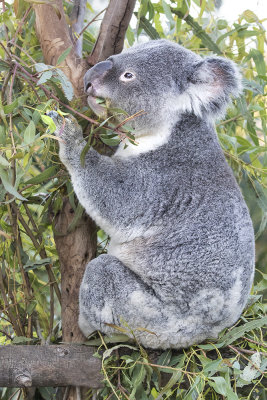 Koala Bear.jpg