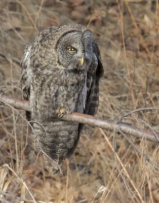 Great Grey Owl 3.jpg