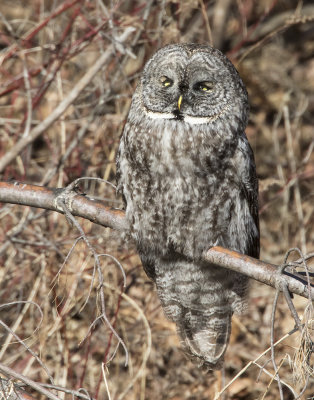 Great Grey Owl 6.jpg