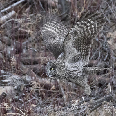 Great Grey Owl flying.jpg