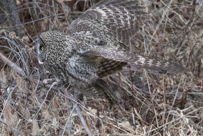 Great Grey Owl landing.jpg