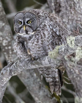 Great Grey Owl fluffed.jpg