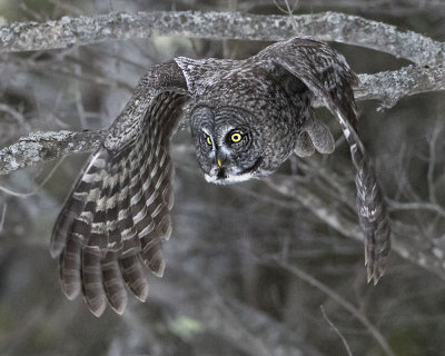 Great Grey Owl taking off 2.jpg