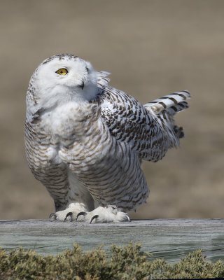 Snowy Owl stares from fence.jpg