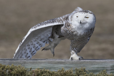 Snowy  Owl stretches.jpg