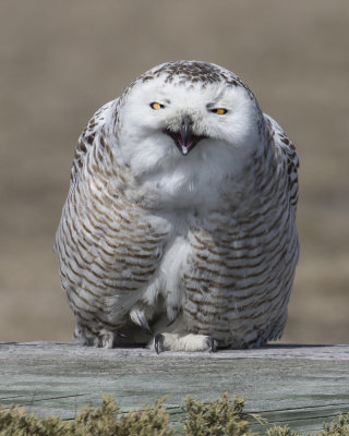 Snowy Owl smiling.jpg