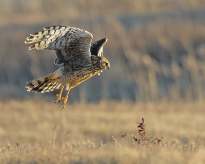 Harrier takes off.jpg