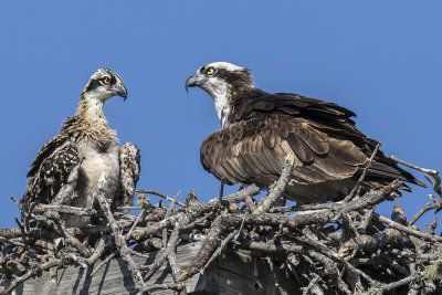 Osprey  and chick on nest.jpg