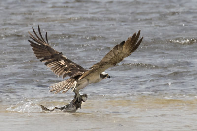 Osprey tries to lift fish.jpg